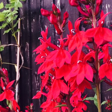 Cardinal Flower 'Queen Victoria'