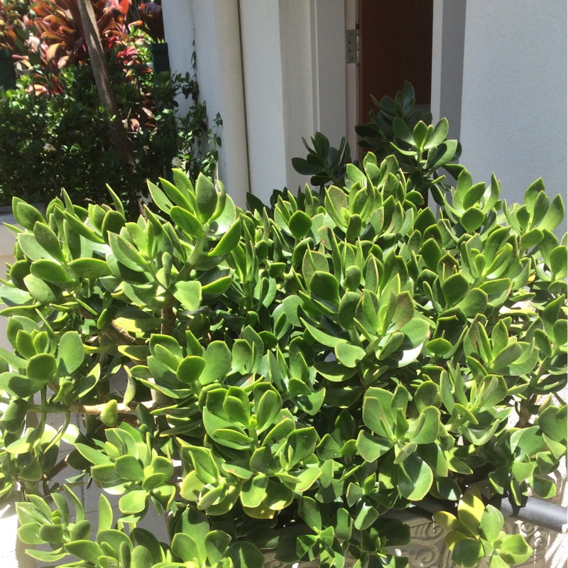 Jade Plant