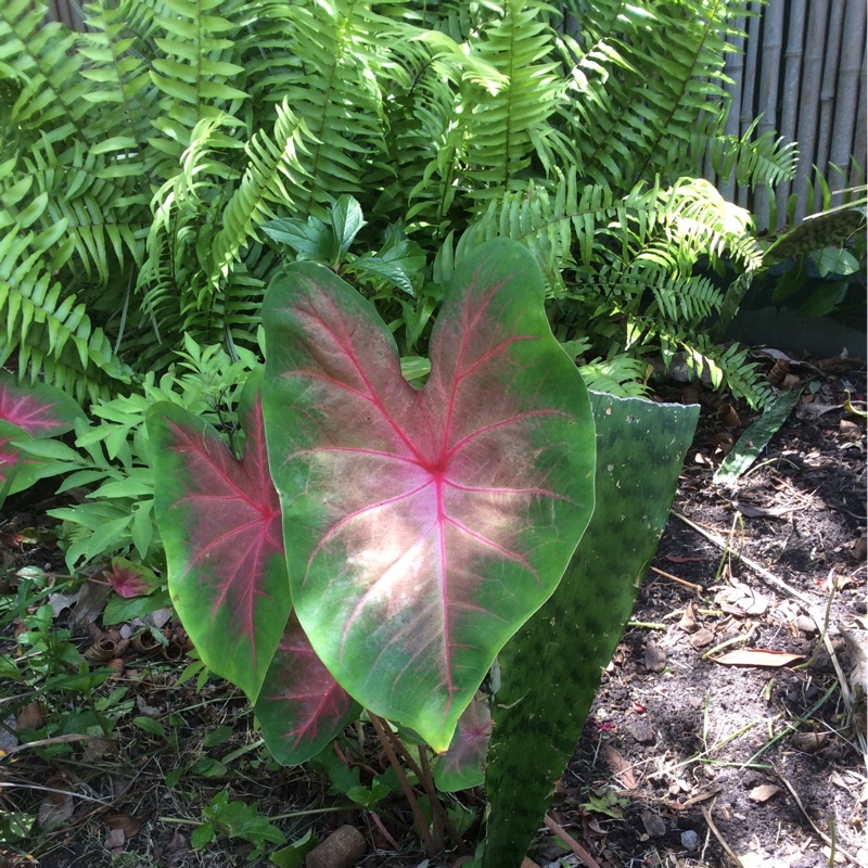 Elephant Ear 'Pink Cloud'