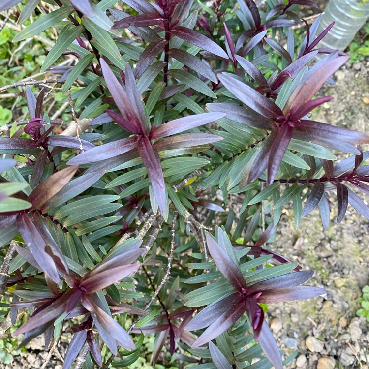 Plant image Hebe 'Burgundy Blush'