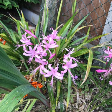 Nerine