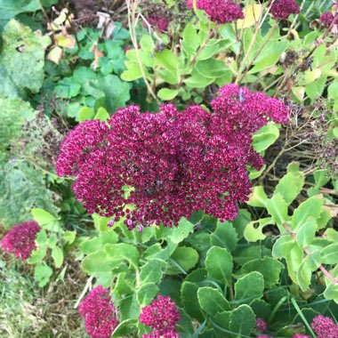 Sedum