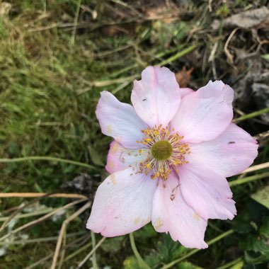 Japanese Anemone