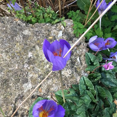 Crocus (Spring)