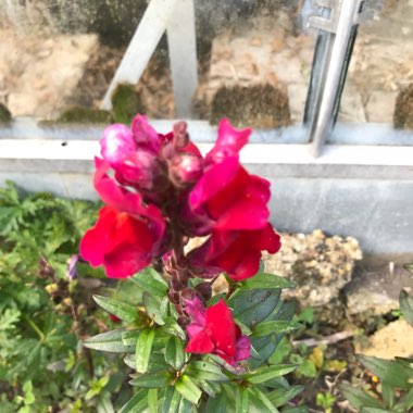 Snapdragon