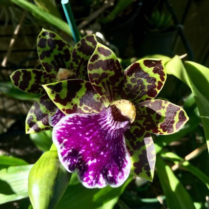 Plant image Zygopetalum