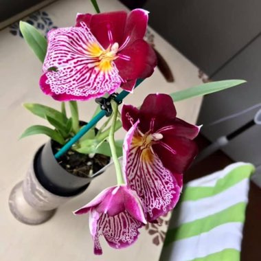 Miltoniopsis 