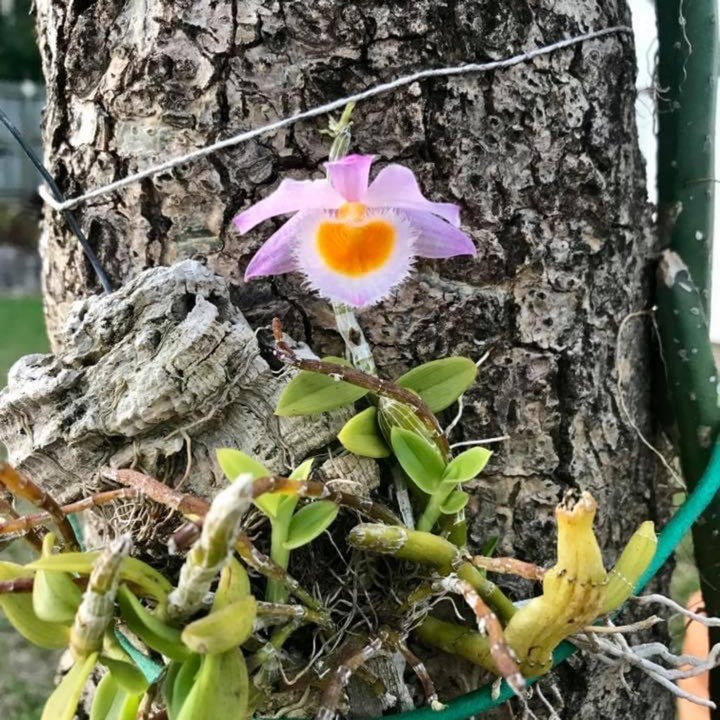 Plant image Dendrobium loddigesii