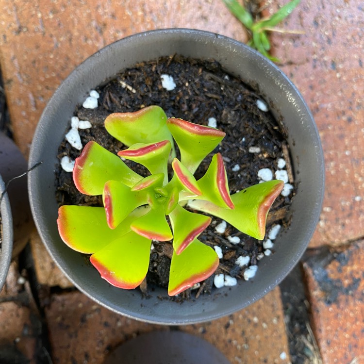 Plant image Sedum Dendroideum