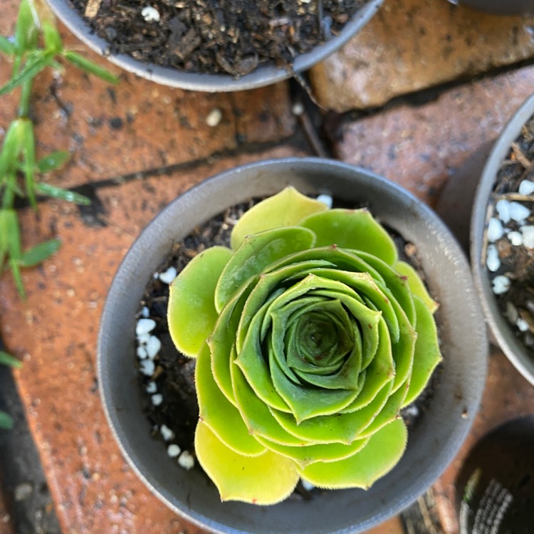 Plant image Aeonium Balsamiferum