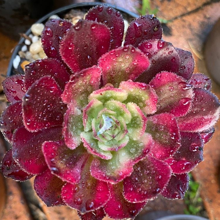 Plant image Aeonium 'Mardi Gras' 