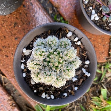 Mammillaria Vetula ssp. Gracillis