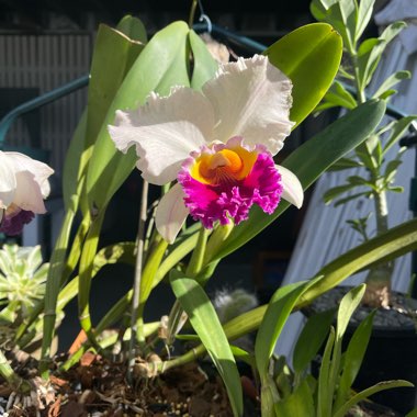 Brassolaeliocattleya Glenn Maidment 'Southern Cross'