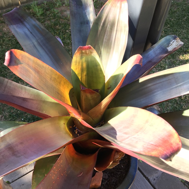 Plant image Alcantarea imperialis 'Silver Plum'