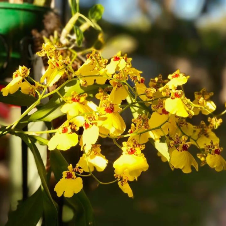 Plant image Oncidium Aloha Iwanaga 'Hawaiian Gem'