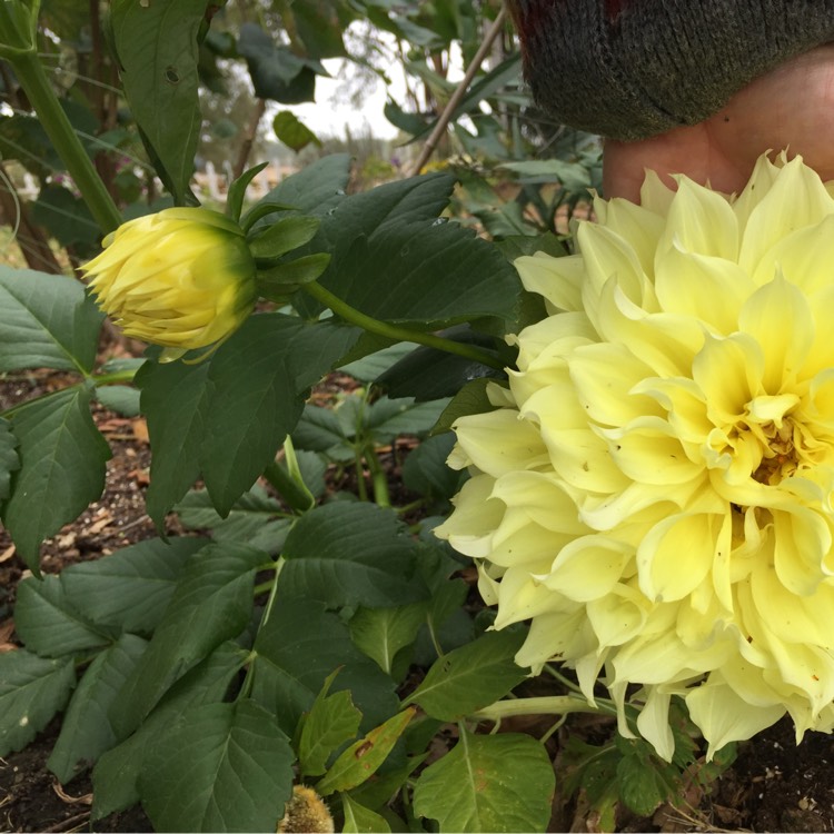 Plant image Dahlia 'Grandalia Yellow' (Grandalia Series)