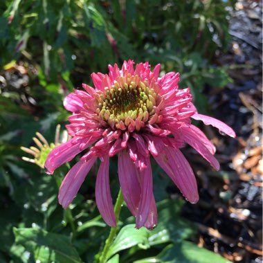 Echinacea