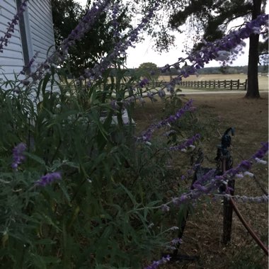 Salvia leucantha