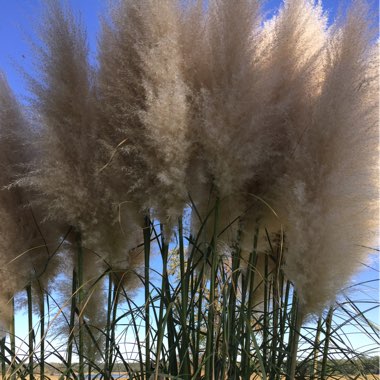 Cortaderia selloana