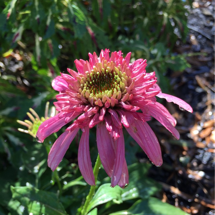 Plant image Echinacea purpurea 'Doubledecker' syn. Echinacea 'Doppelganger'