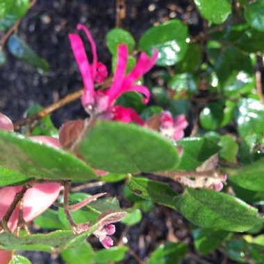 Loropetalum chinense var. rubrum 'Zhuzhou Fuchsia'