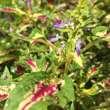 Plectranthus scutellarioides 'Scatter Splatter'