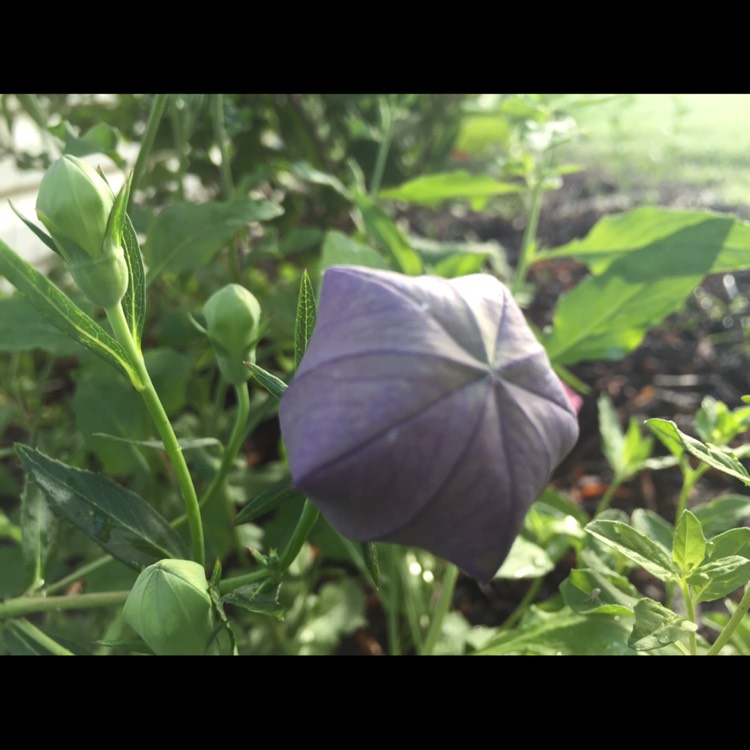 Plant image Platycodon grandiflorus 'Sentimental Blue' syn. Campanula grandiflora 'Sentimental Blue'