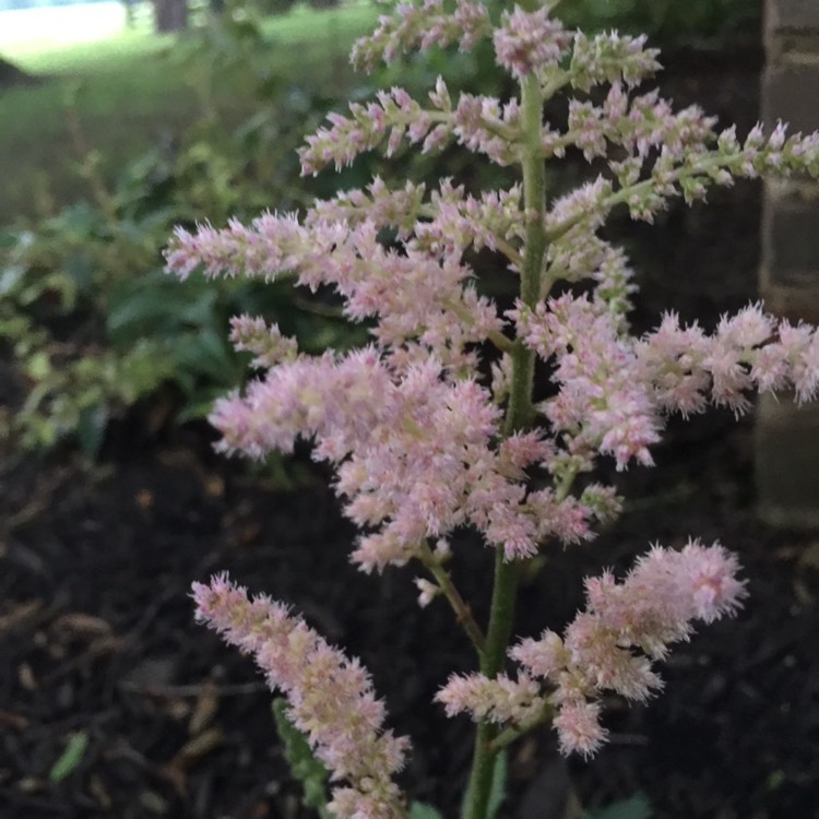 Plant image Astilbe simplicifolia 'Sprite'