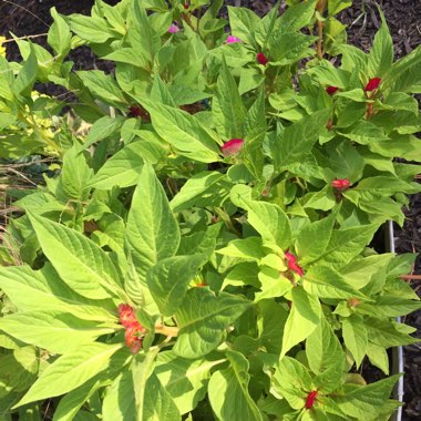 Celosia caracus