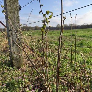 Corylus avellana