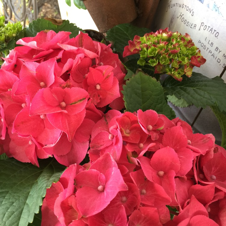 Plant image Hydrangea macrophylla 'Magical Ruby Red'