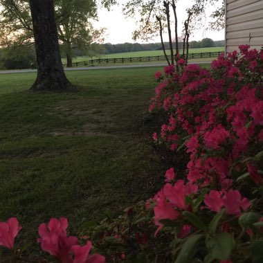 Rhododendron  (Azalea Varieties)