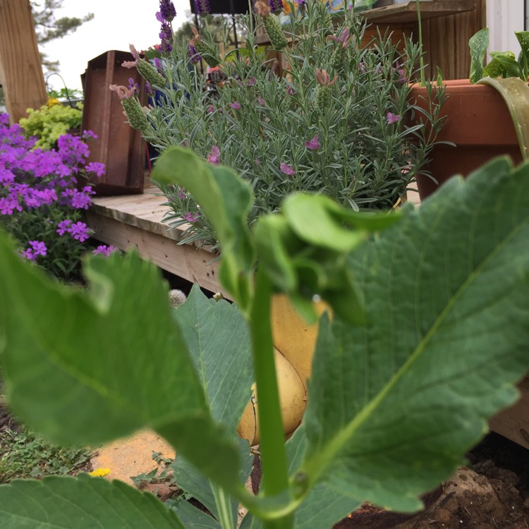 Plant image Salvia nemorosa 'New Dimension Blue'