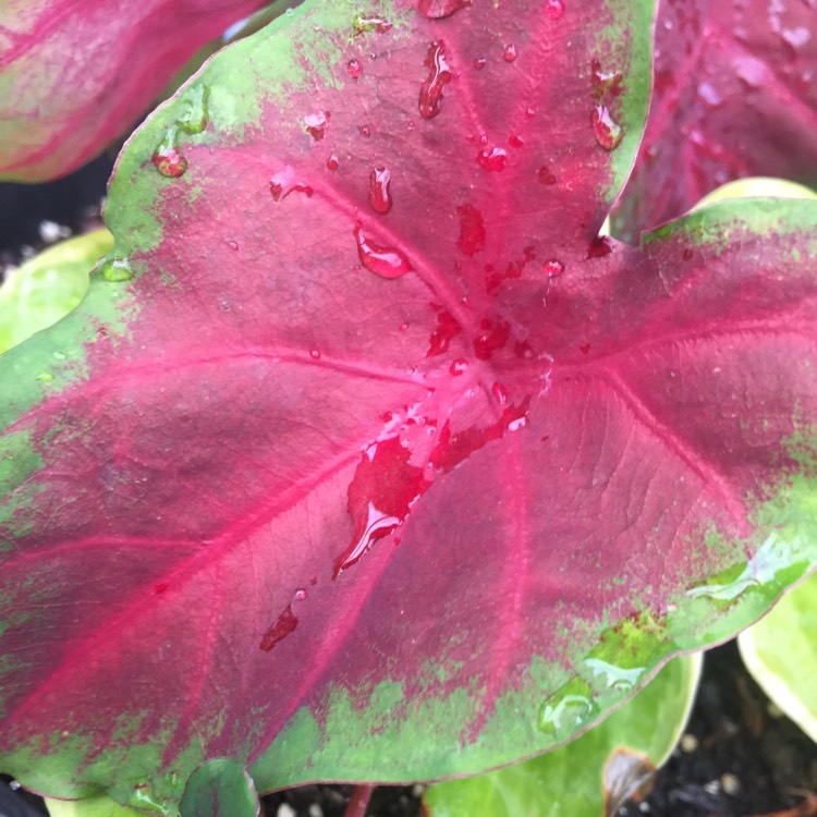 Plant image Caladium 'Buck'