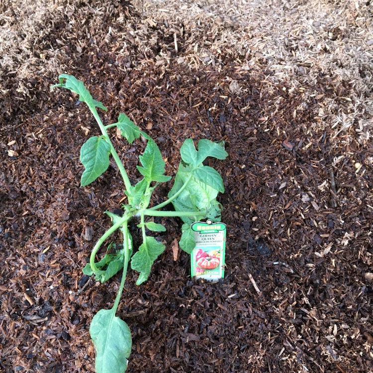 Plant image Solanum Lycopersicum 'German Queen'