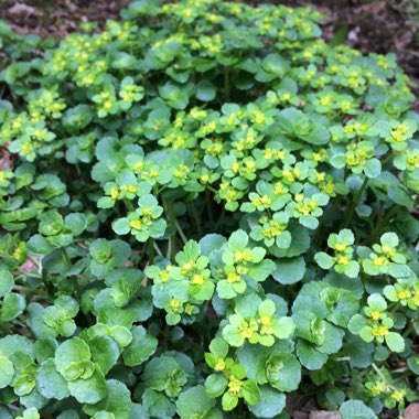 Golden saxifrage