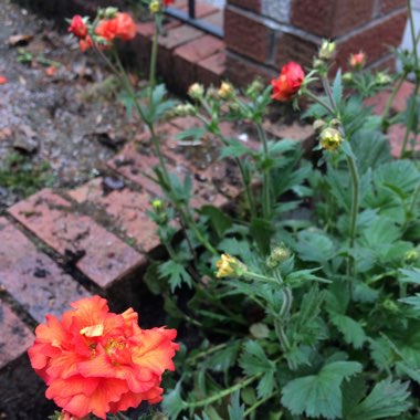 Avens 'Scarlet Tempest'