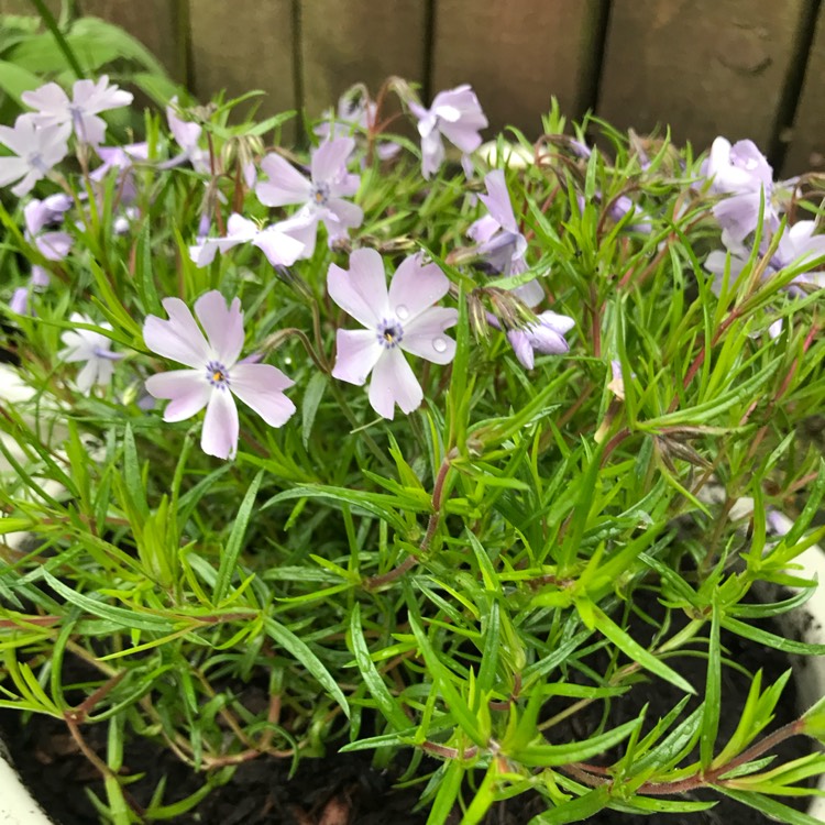 Plant image Phlox subulata 'Emerald Cushion Blue' syn. Phlox subulata 'Emerald Blue'