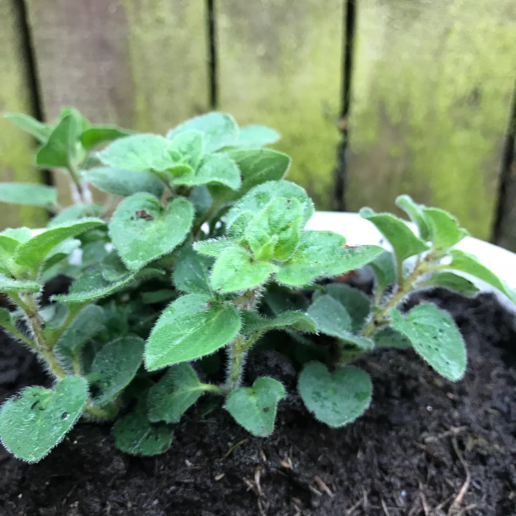 Plant image Origanum Vulgare subsp. Hirtum 'Hot and Spicy'