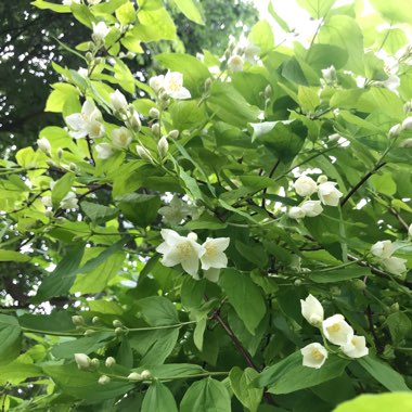 Mock Orange