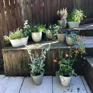 Claire's garden