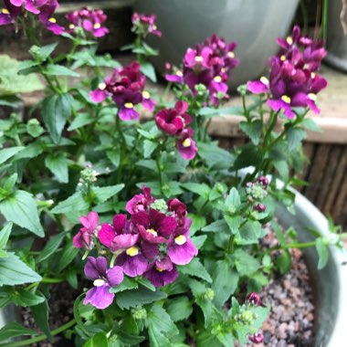 Nemesia