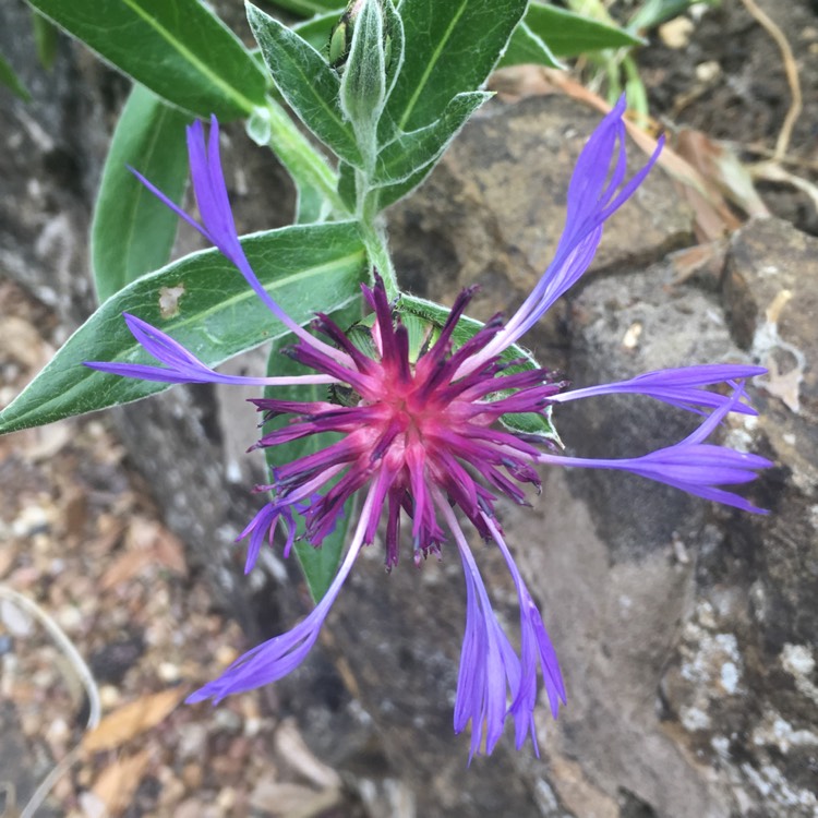 Plant image Centaurea 'Caramia'