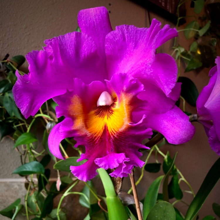 Plant image Cattleya 'Volcano Queen'