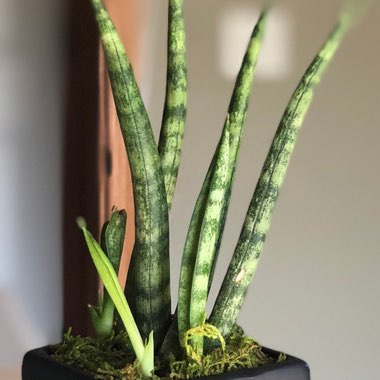 Sansevieria 'Japonesa Circle'