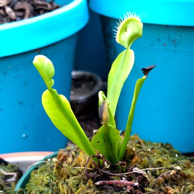 Dionaea muscipula