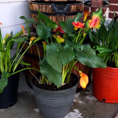 Zantedeschia 'Sunrise'