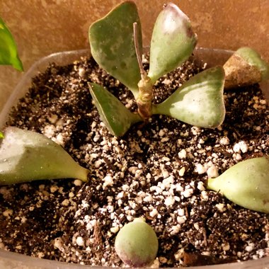 Adromischus Triflorus