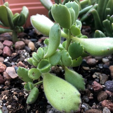 Cotyledon tomentosa