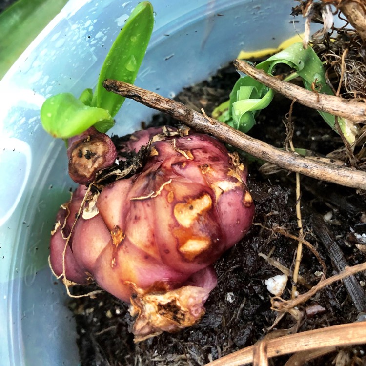 Plant image Lilium 'Majestic Joy'